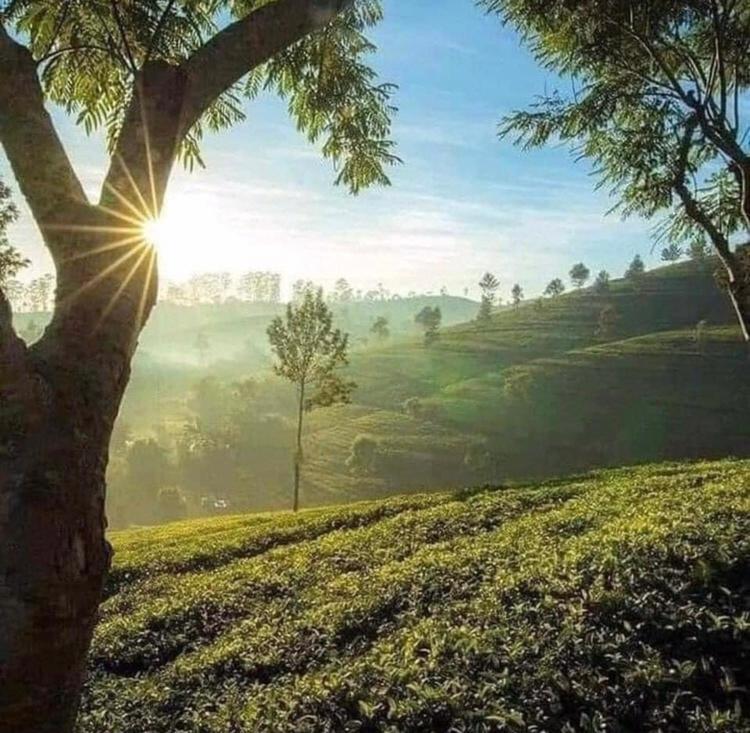 The Paulwood Home Cabin Nuwara Eliya Dış mekan fotoğraf